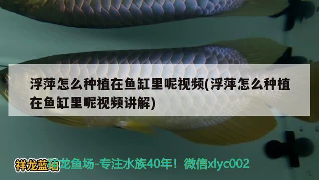 浮萍怎么種植在魚缸里呢視頻(浮萍怎么種植在魚缸里呢視頻講解)