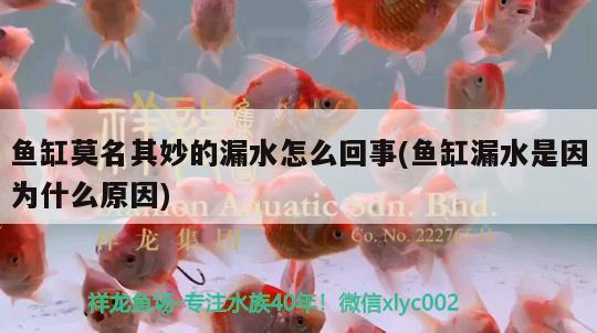 魚(yú)缸莫名其妙的漏水怎么回事(魚(yú)缸漏水是因?yàn)槭裁丛? 紅勾銀版魚(yú) 第2張