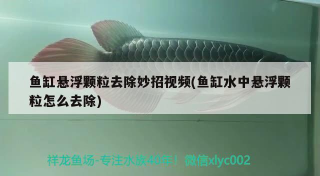 魚缸懸浮顆粒去除妙招視頻(魚缸水中懸浮顆粒怎么去除) 球鯊魚