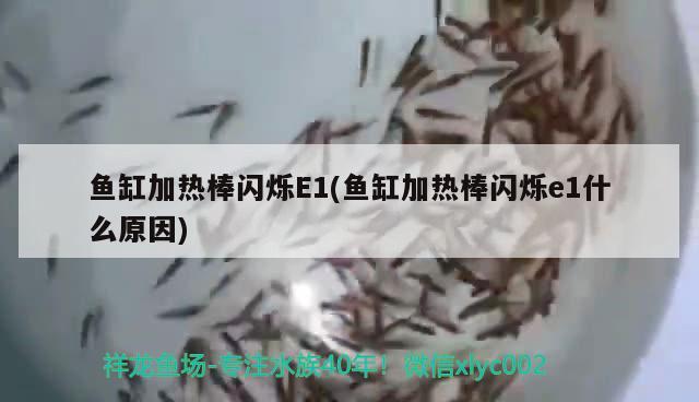 魚缸加熱棒閃爍E1(魚缸加熱棒閃爍e1什么原因) 廣州觀賞魚批發(fā)市場