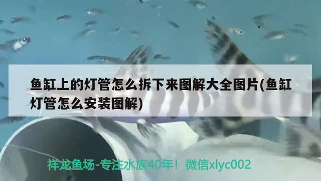 魚(yú)缸上的燈管怎么拆下來(lái)圖解大全圖片(魚(yú)缸燈管怎么安裝圖解) 祥龍魚(yú)場(chǎng)品牌產(chǎn)品