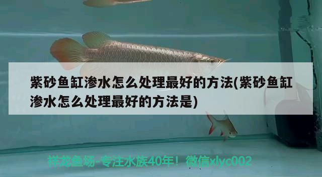 紫砂魚缸滲水怎么處理最好的方法(紫砂魚缸滲水怎么處理最好的方法是) 黑影道人魚