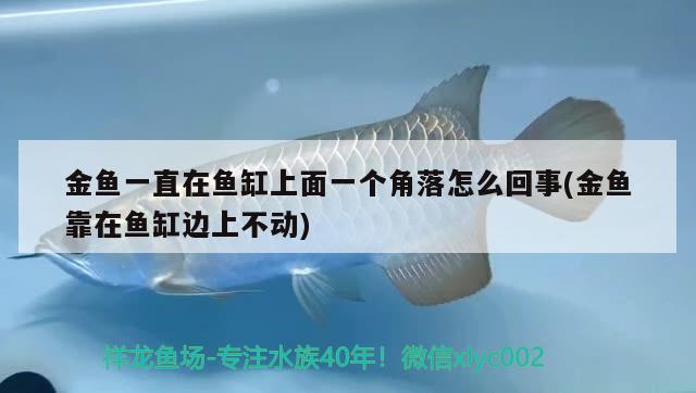 金魚一直在魚缸上面一個角落怎么回事(金魚靠在魚缸邊上不動) 觀賞魚進(jìn)出口