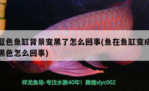 藍(lán)色魚缸背景變黑了怎么回事(魚在魚缸變成黑色怎么回事)