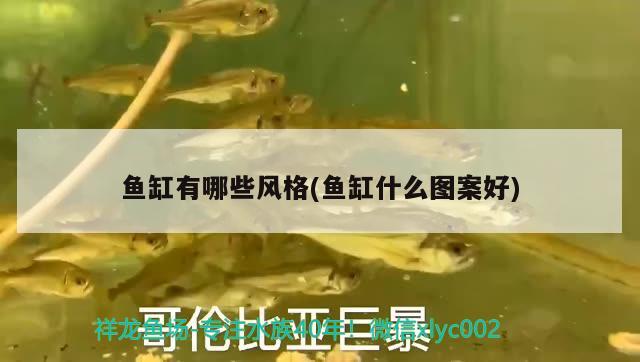 魚缸有哪些風(fēng)格(魚缸什么圖案好)