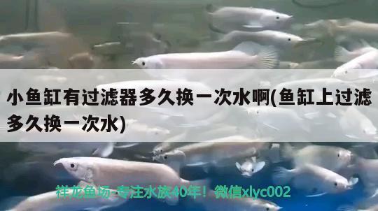 小魚缸有過濾器多久換一次水啊(魚缸上過濾多久換一次水) 雙線側(cè)魚