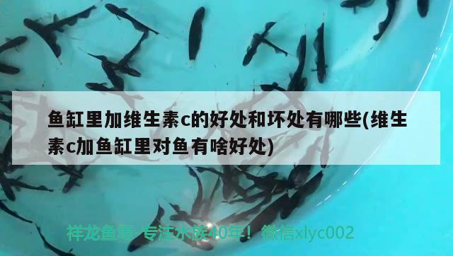 魚缸里加維生素c的好處和壞處有哪些(維生素c加魚缸里對魚有啥好處) 申古銀版魚