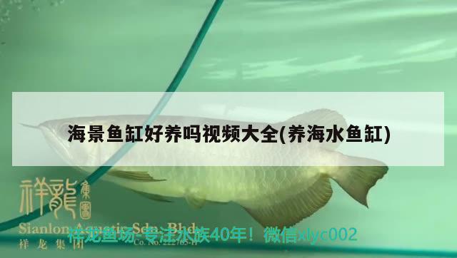 海景魚(yú)缸好養(yǎng)嗎視頻大全(養(yǎng)海水魚(yú)缸) 海水魚(yú)