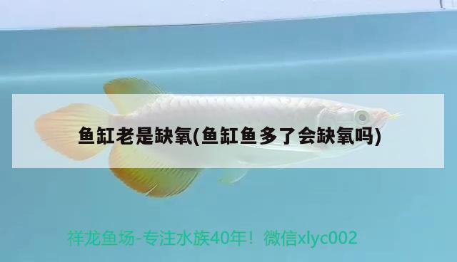 魚缸老是缺氧(魚缸魚多了會缺氧嗎) 委內(nèi)瑞拉奧里諾三間魚苗