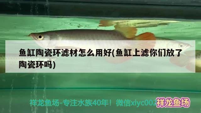 魚缸陶瓷環(huán)濾材怎么用好(魚缸上濾你們放了陶瓷環(huán)嗎) 奈及利亞紅圓點(diǎn)狗頭