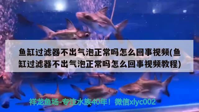 魚缸過濾器不出氣泡正常嗎怎么回事視頻(魚缸過濾器不出氣泡正常嗎怎么回事視頻教程)