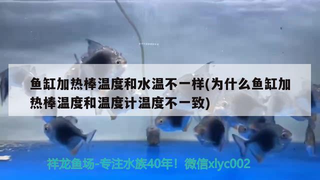 魚缸加熱棒溫度和水溫不一樣(為什么魚缸加熱棒溫度和溫度計(jì)溫度不一致)