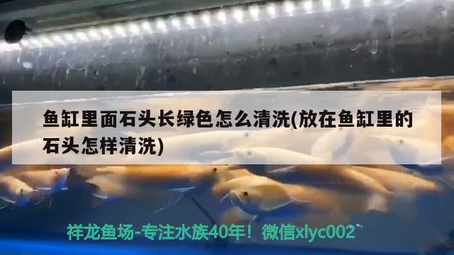 魚缸里面石頭長綠色怎么清洗(放在魚缸里的石頭怎樣清洗) 狗仔招財貓魚