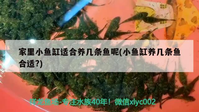 家里小魚缸適合養(yǎng)幾條魚呢(小魚缸養(yǎng)幾條魚合適?)