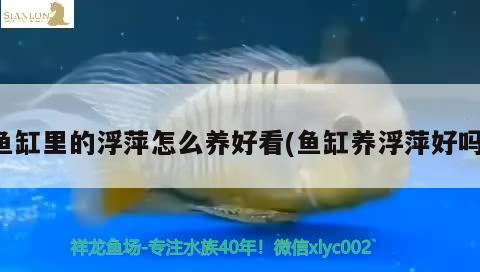 魚缸里的浮萍怎么養(yǎng)好看(魚缸養(yǎng)浮萍好嗎)