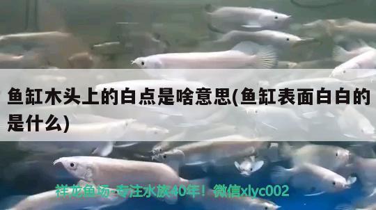 魚缸木頭上的白點是啥意思(魚缸表面白白的是什么) 七彩神仙魚