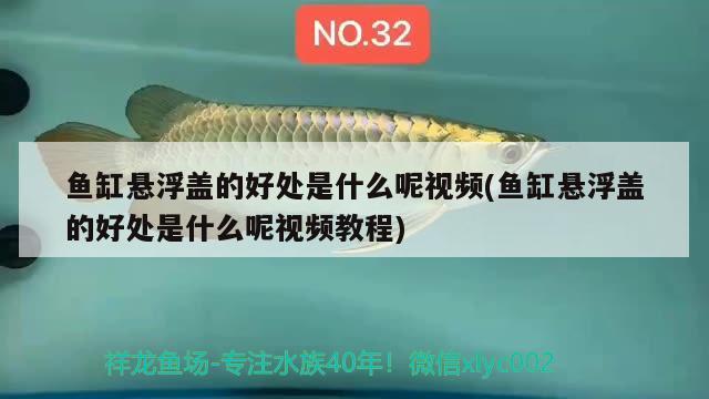 魚缸懸浮蓋的好處是什么呢視頻(魚缸懸浮蓋的好處是什么呢視頻教程) 白子銀龍苗（黃化銀龍苗）