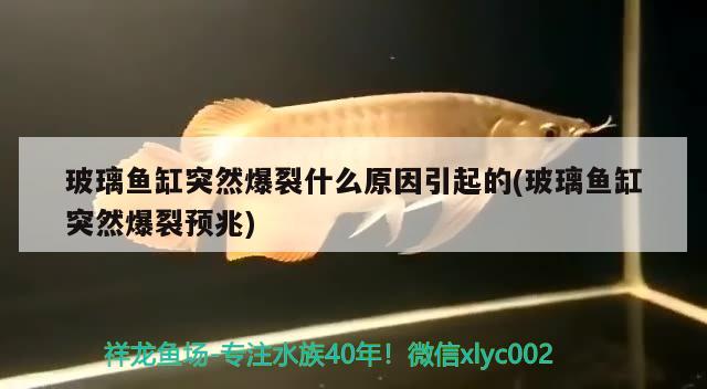 玻璃魚缸突然爆裂什么原因引起的(玻璃魚缸突然爆裂預兆)