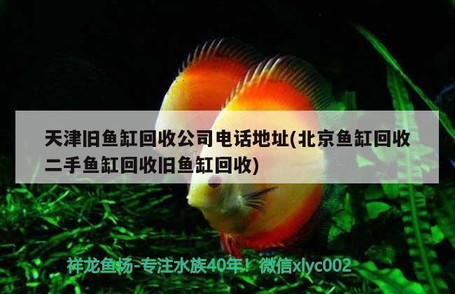 天津舊魚缸回收公司電話地址(北京魚缸回收二手魚缸回收舊魚缸回收) 鸚鵡魚