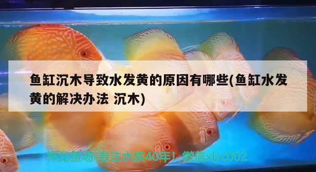 魚缸沉木導(dǎo)致水發(fā)黃的原因有哪些(魚缸水發(fā)黃的解決辦法沉木)