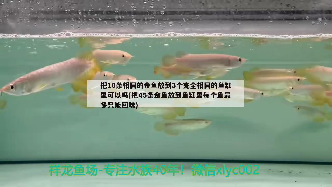 把10條相同的金魚放到3個完全相同的魚缸里可以嗎(把45條金魚放到魚缸里每個魚最多只能回味)