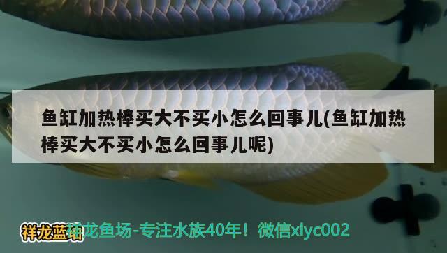 魚(yú)缸加熱棒買(mǎi)大不買(mǎi)小怎么回事兒(魚(yú)缸加熱棒買(mǎi)大不買(mǎi)小怎么回事兒呢) 龍魚(yú)批發(fā)