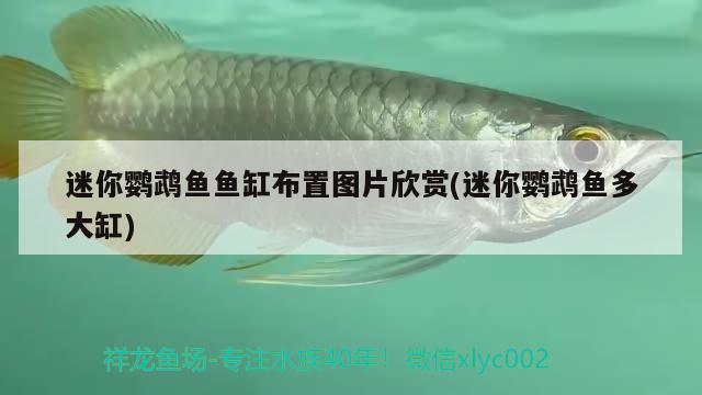 迷你鸚鵡魚魚缸布置圖片欣賞(迷你鸚鵡魚多大缸) 鸚鵡魚