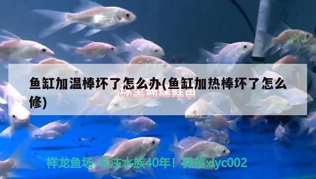 魚缸加溫棒壞了怎么辦(魚缸加熱棒壞了怎么修)