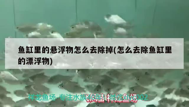 魚缸里的懸浮物怎么去除掉(怎么去除魚缸里的漂浮物) 銀龍魚苗