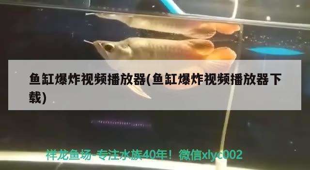 魚缸爆炸視頻播放器(魚缸爆炸視頻播放器下載)