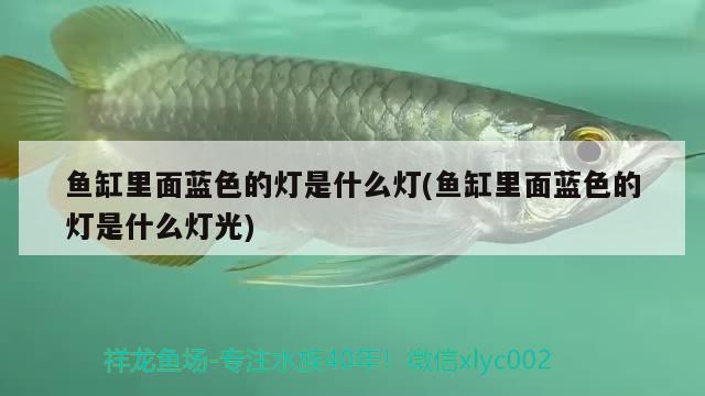 魚(yú)缸里面藍(lán)色的燈是什么燈(魚(yú)缸里面藍(lán)色的燈是什么燈光) 慈雕魚(yú)