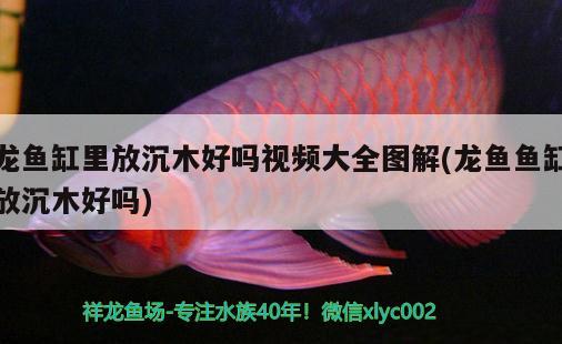 龍魚缸里放沉木好嗎視頻大全圖解(龍魚魚缸放沉木好嗎) 細(xì)線銀版魚