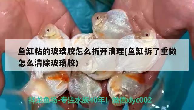 魚缸粘的玻璃膠怎么拆開清理(魚缸拆了重做怎么清除玻璃膠)