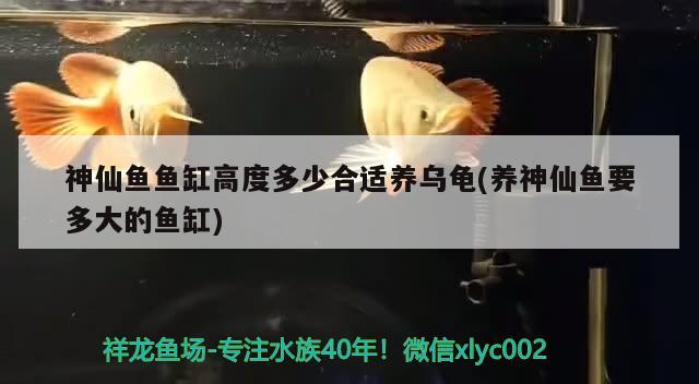 神仙魚魚缸高度多少合適養(yǎng)烏龜(養(yǎng)神仙魚要多大的魚缸) 烏龜