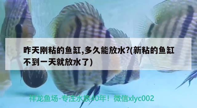 昨天剛粘的魚缸,多久能放水?(新粘的魚缸不到一天就放水了)