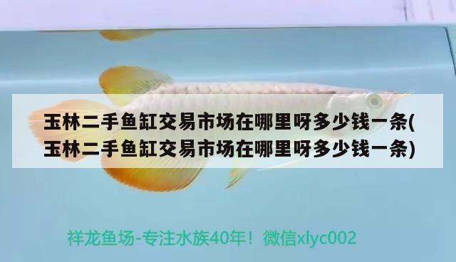 玉林二手魚缸交易市場在哪里呀多少錢一條(玉林二手魚缸交易市場在哪里呀多少錢一條) 三間鼠魚苗