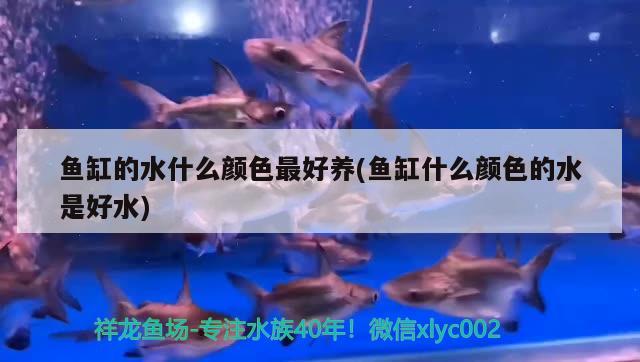 魚缸的水什么顏色最好養(yǎng)(魚缸什么顏色的水是好水)