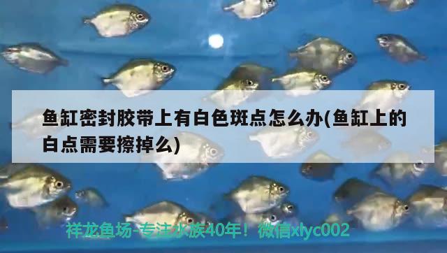 魚缸密封膠帶上有白色斑點(diǎn)怎么辦(魚缸上的白點(diǎn)需要擦掉么)