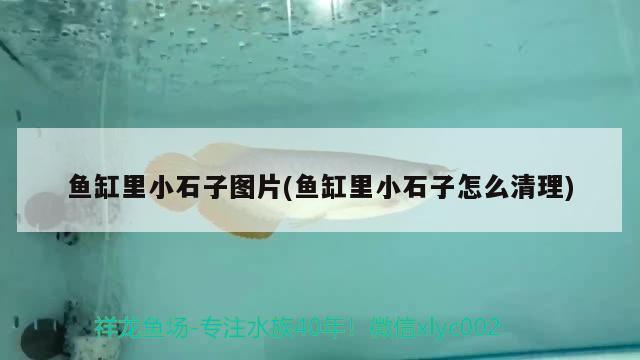 魚缸里小石子圖片(魚缸里小石子怎么清理) 斯維尼關(guān)刀魚