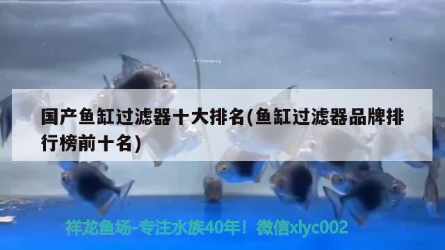 國產魚缸過濾器十大排名(魚缸過濾器品牌排行榜前十名) 白子銀龍魚苗