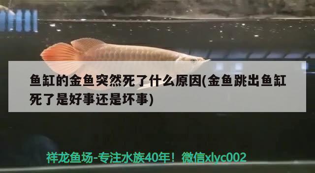 魚缸的金魚突然死了什么原因(金魚跳出魚缸死了是好事還是壞事)