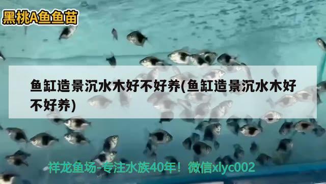 魚缸造景沉水木好不好養(yǎng)(魚缸造景沉水木好不好養(yǎng)) 白子黃化銀龍魚