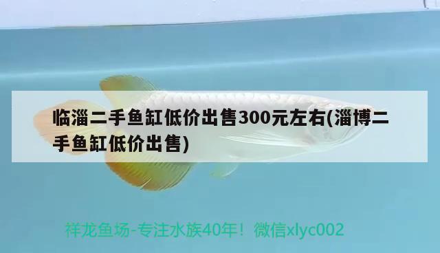 臨淄二手魚缸低價出售300元左右(淄博二手魚缸低價出售)