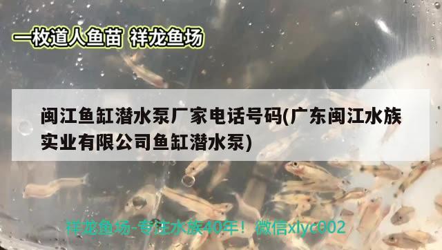 閩江魚缸潛水泵廠家電話號碼(廣東閩江水族實(shí)業(yè)有限公司魚缸潛水泵) 黃金眼鏡蛇雷龍魚