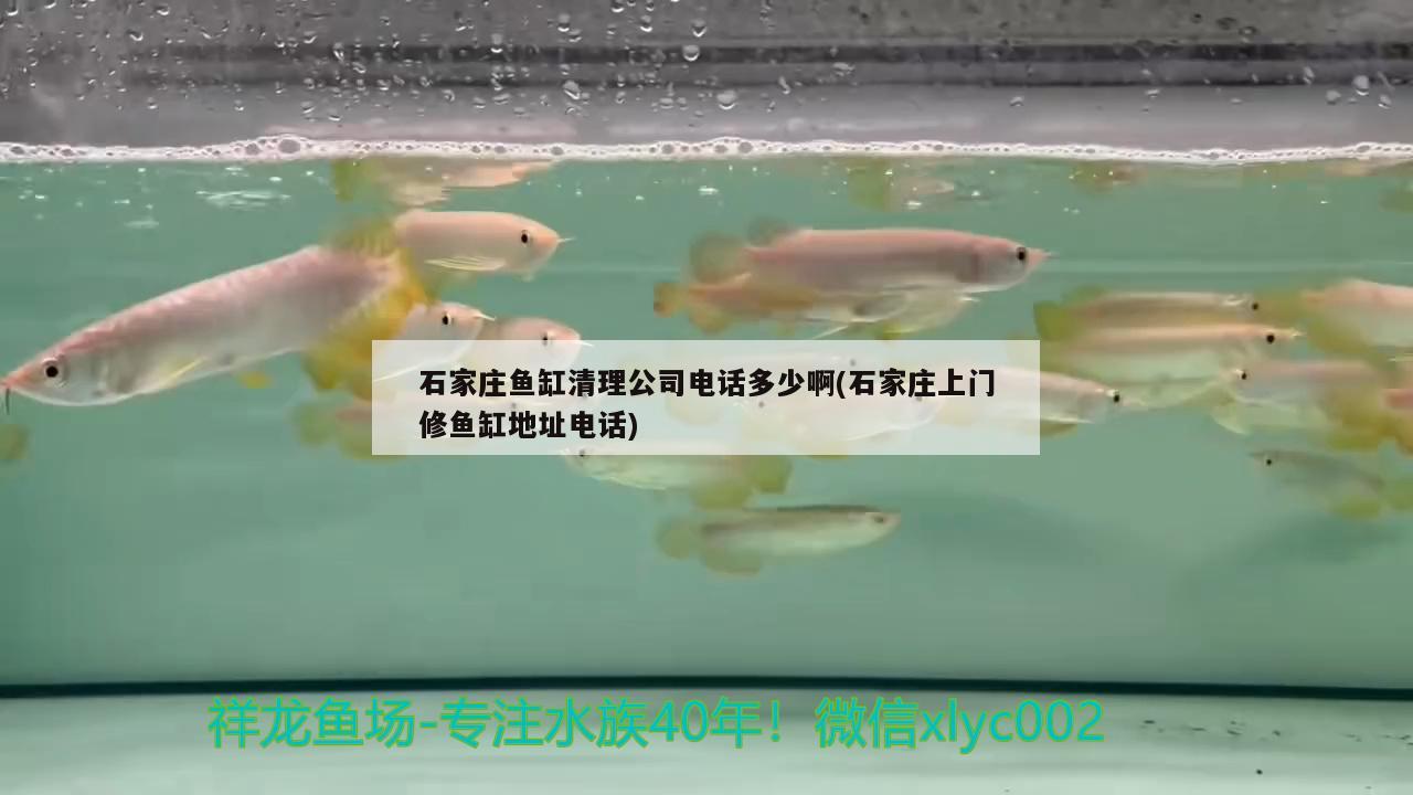 石家莊魚缸清理公司電話多少啊(石家莊上門修魚缸地址電話) 大正錦鯉魚