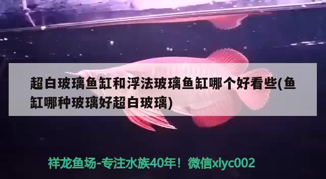 超白玻璃魚缸和浮法玻璃魚缸哪個好看些(魚缸哪種玻璃好超白玻璃) 黑金魟魚