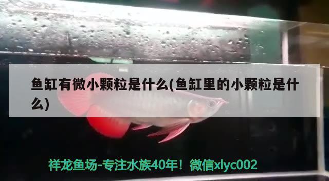 魚缸有微小顆粒是什么(魚缸里的小顆粒是什么) 潛水泵 第2張