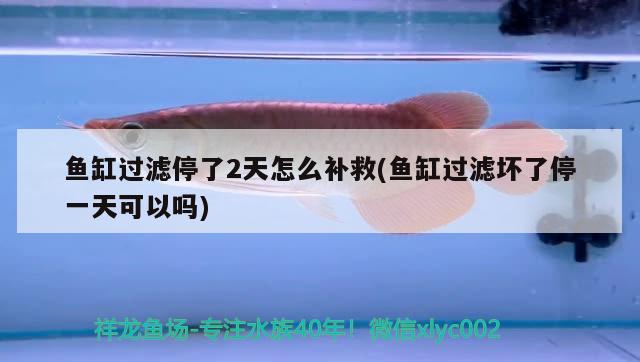 魚(yú)缸過(guò)濾停了2天怎么補(bǔ)救(魚(yú)缸過(guò)濾壞了停一天可以嗎) 馬拉莫寶石魚(yú)苗