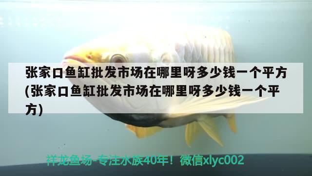 張家口魚缸批發(fā)市場在哪里呀多少錢一個平方(張家口魚缸批發(fā)市場在哪里呀多少錢一個平方) 奈及利亞紅圓點狗頭