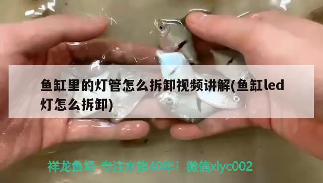 魚缸里的燈管怎么拆卸視頻講解(魚缸led燈怎么拆卸)